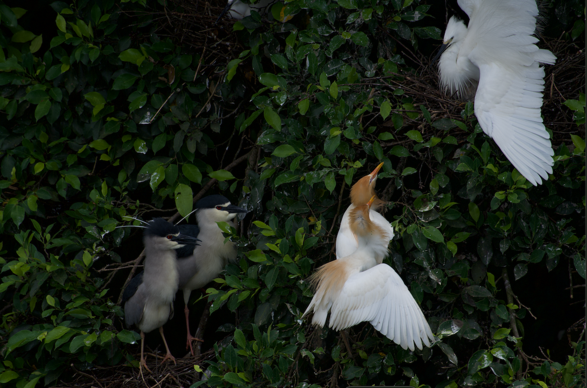 Eastern Cattle Egret - ML618060336