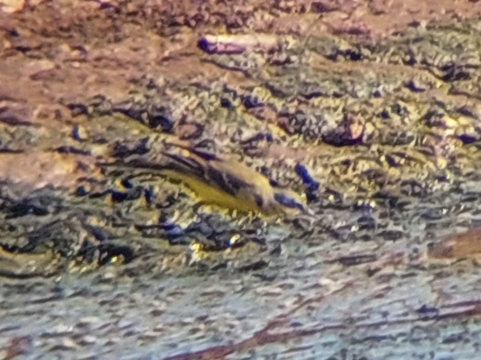 Берингийская жёлтая трясогузка - ML618060344