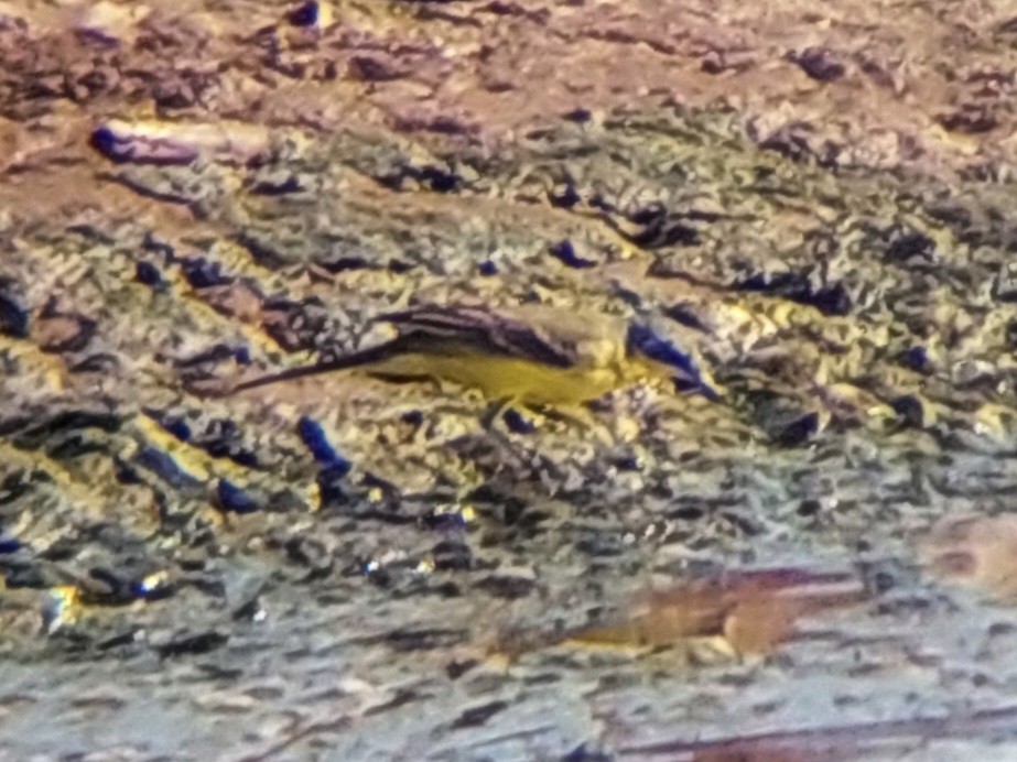 Берингийская жёлтая трясогузка - ML618060346