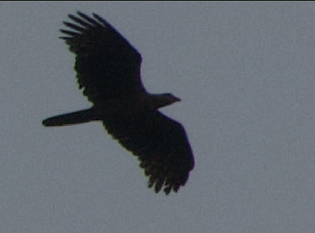 Oriental Honey-buzzard - Evan Lee