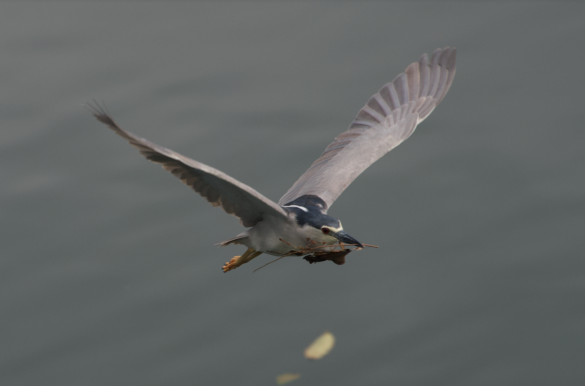 Black-crowned Night Heron - ML618060368