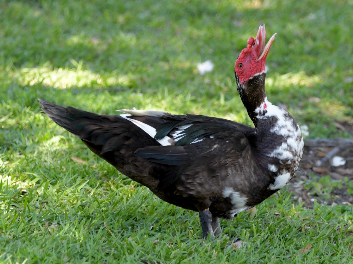 Muscovy Duck (Domestic type) - ML618060372