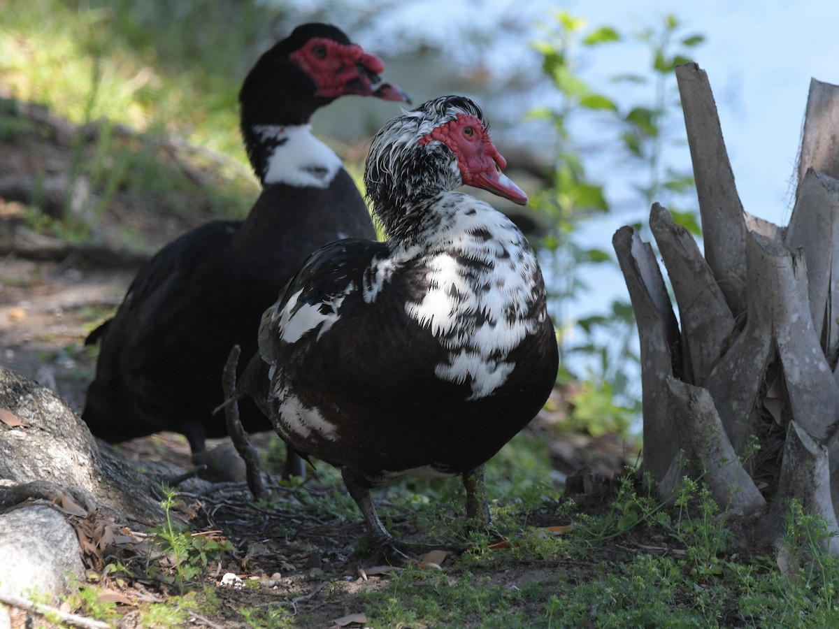 Pato Criollo (doméstico) - ML618060375