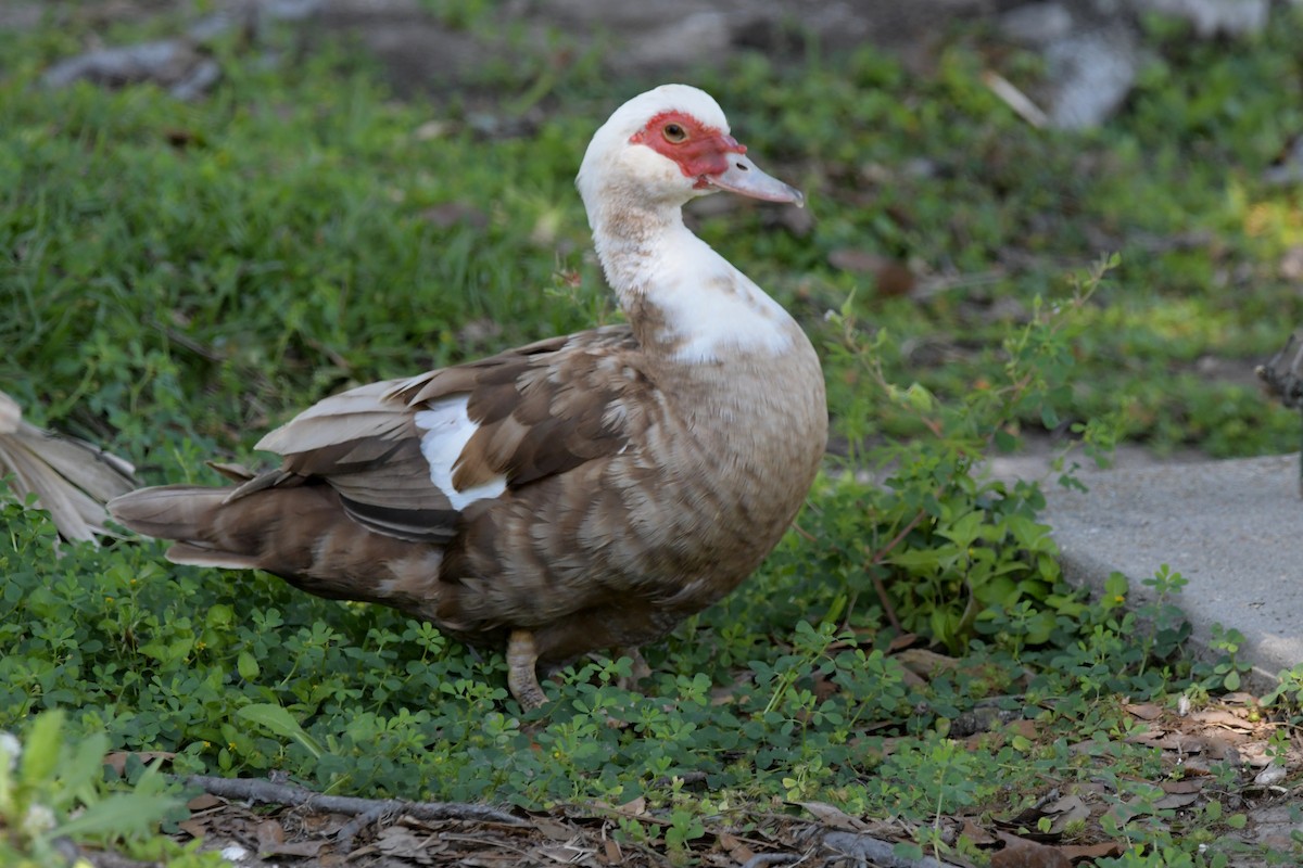 Muscovy Duck (Domestic type) - ML618060376