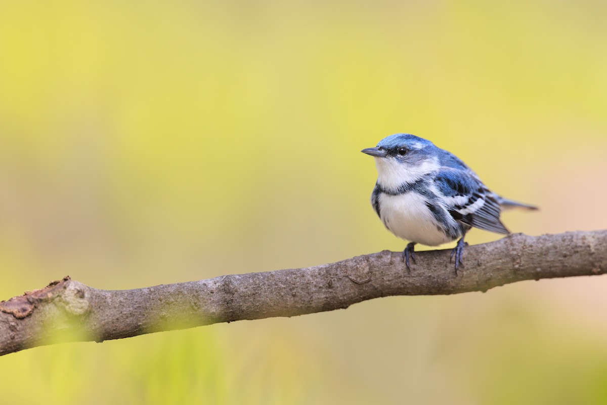 Blauwaldsänger - ML618060391