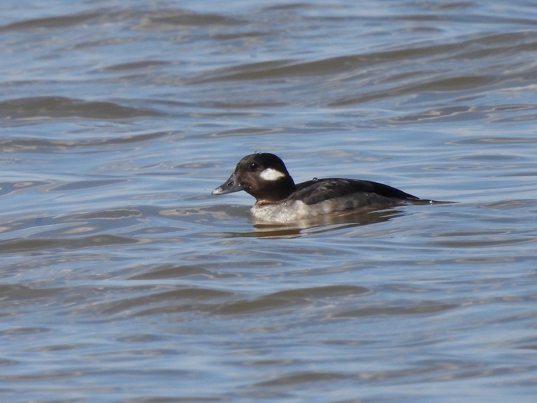 Bufflehead - ML618060396