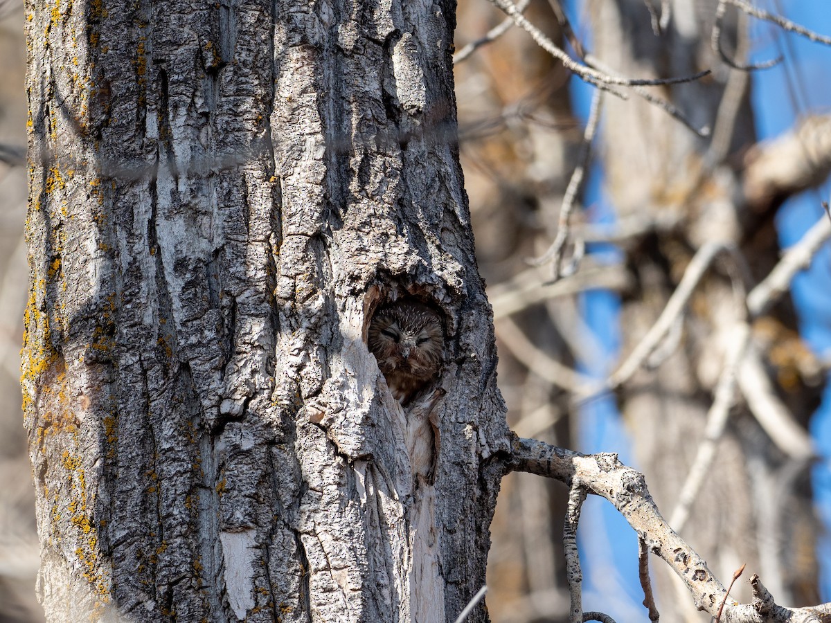 Northern Saw-whet Owl - Michael Dockery