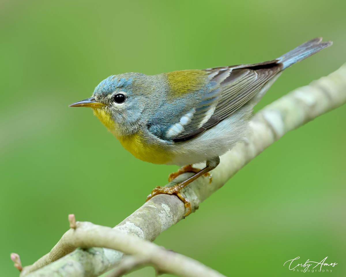 Northern Parula - ML618060414