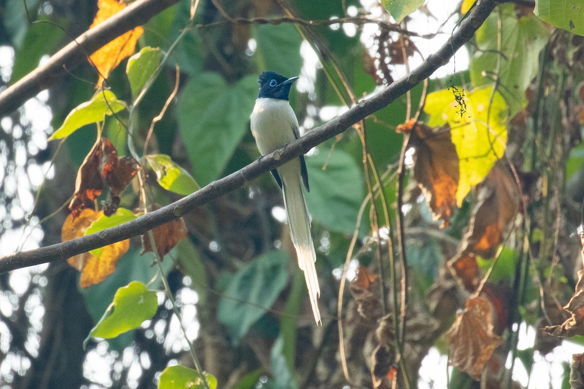 Blyth's Paradise-Flycatcher (Blyth's) - ML618060485