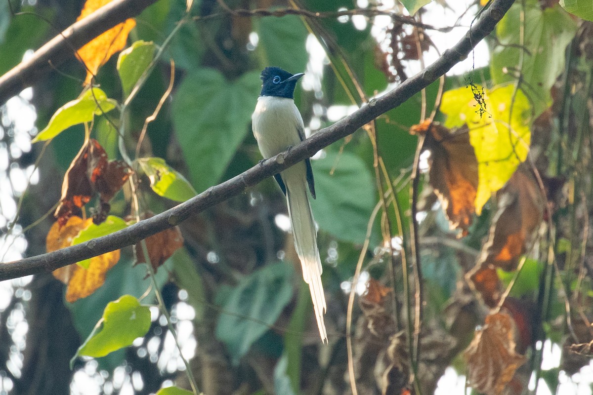 Blyth's Paradise-Flycatcher (Blyth's) - ML618060486