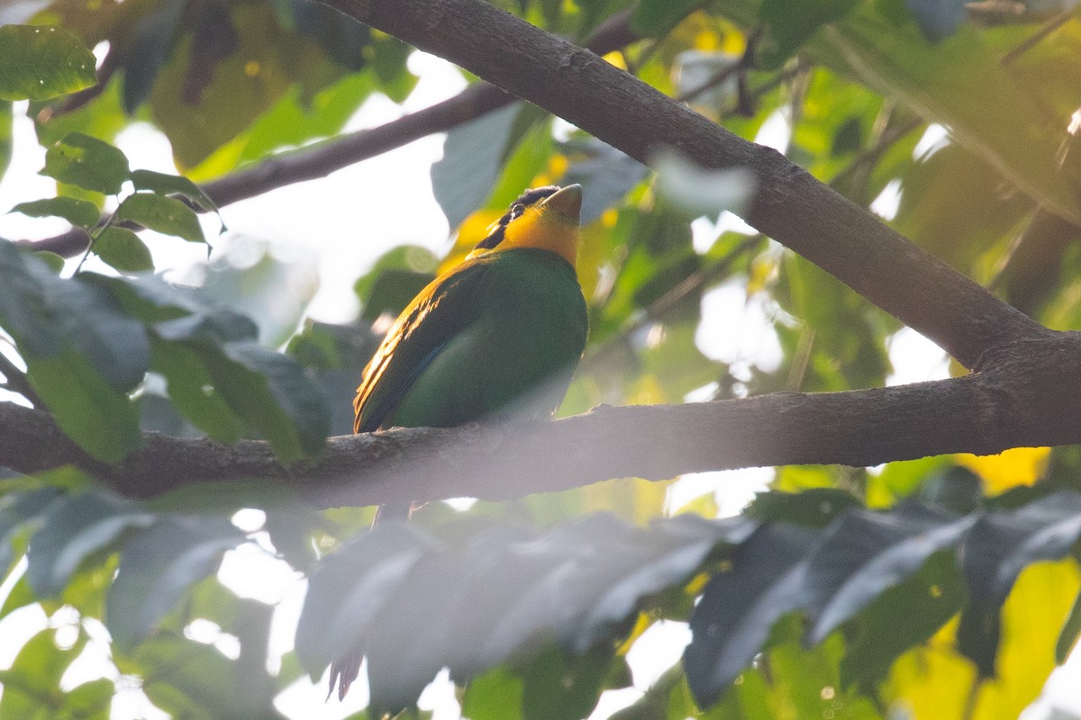 Long-tailed Broadbill - ML618060490