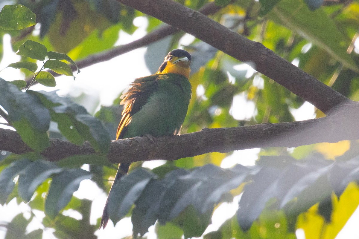 Long-tailed Broadbill - ML618060491