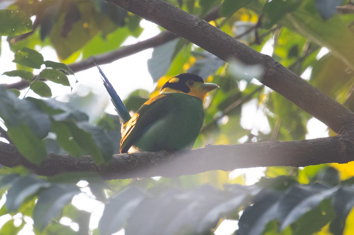 Long-tailed Broadbill - ML618060492