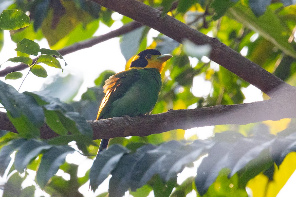 Long-tailed Broadbill - ML618060493