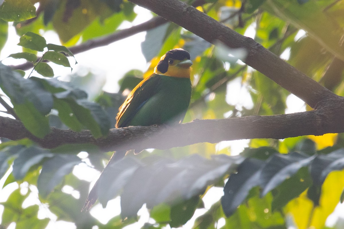 Long-tailed Broadbill - ML618060495