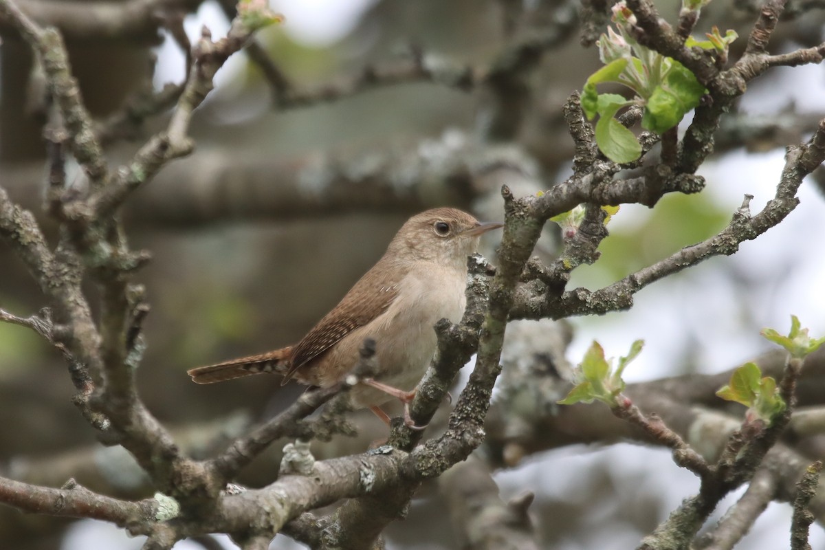 House Wren - ML618060501