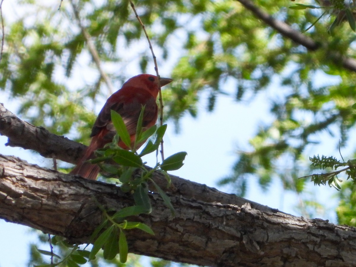 Summer Tanager - Samuel Burckhardt