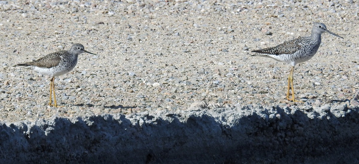 Lesser Yellowlegs - ML618060531