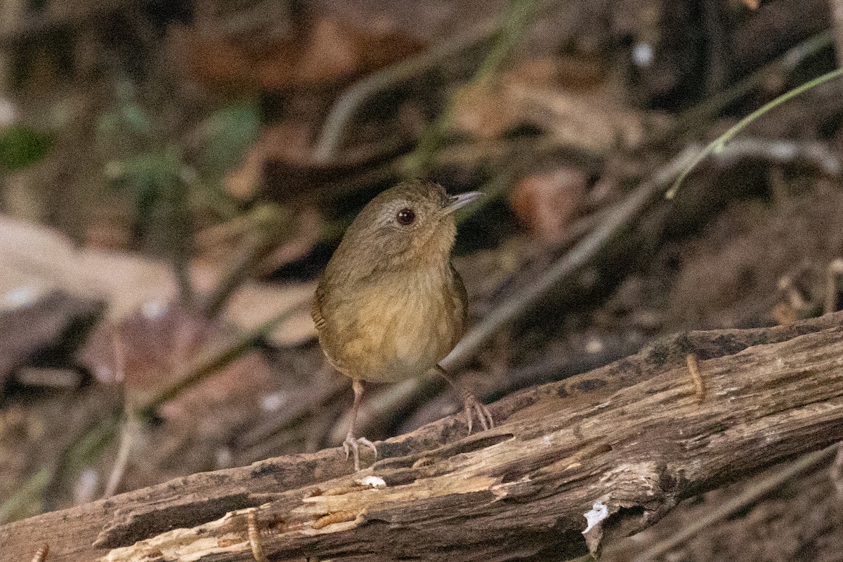 Buff-breasted Babbler - ML618060533