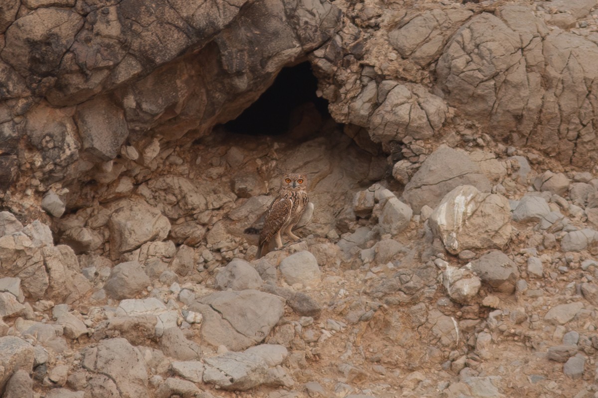 Pharaoh Eagle-Owl (Desert) - Morten Lisse