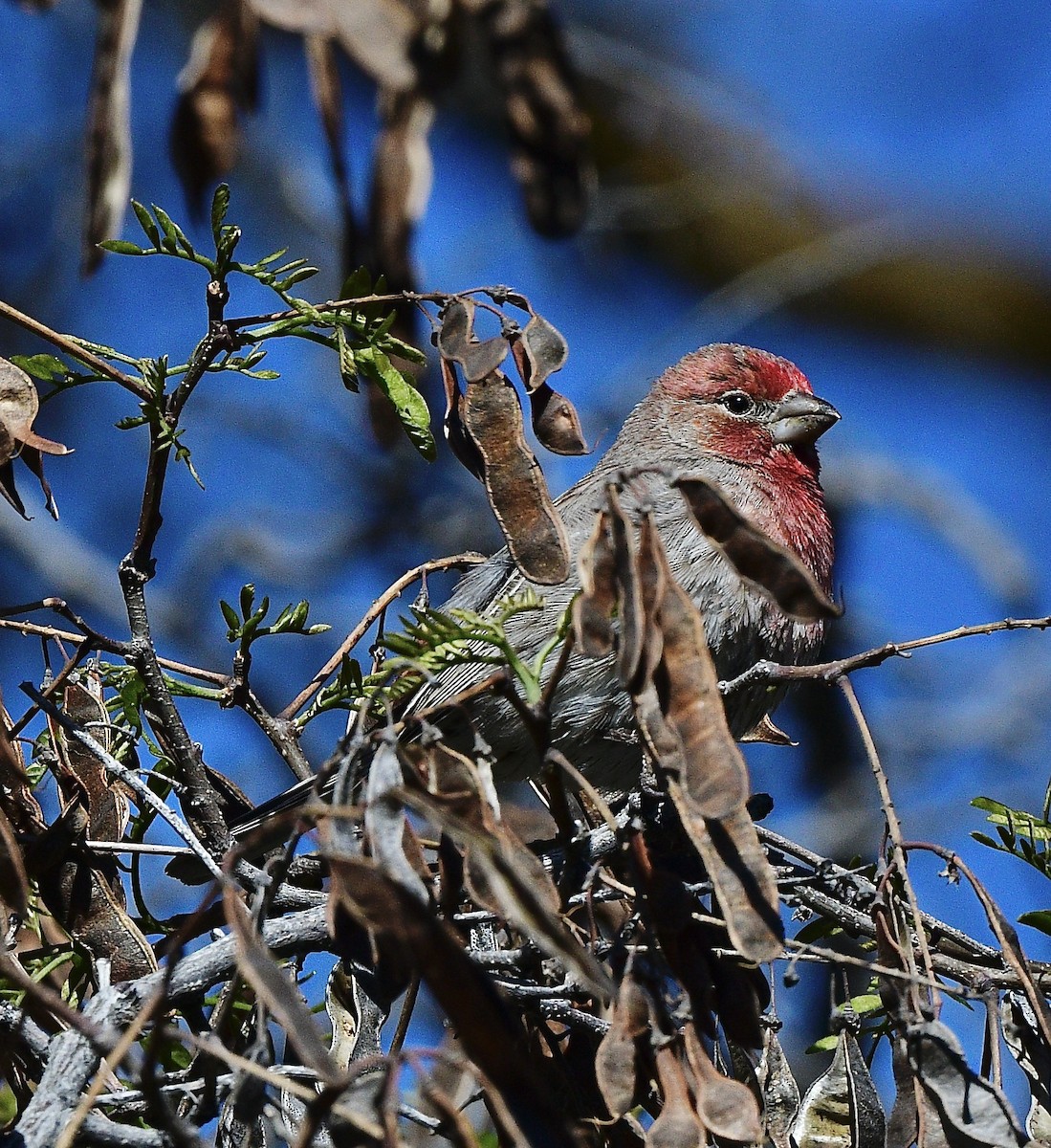 House Finch - ML618060565