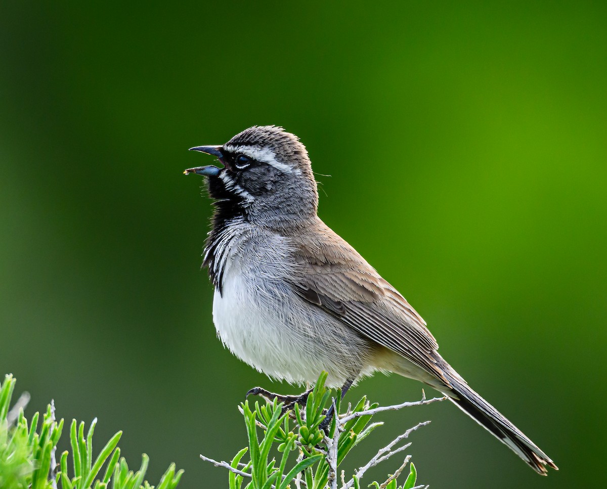 Black-throated Sparrow - Ken Miracle