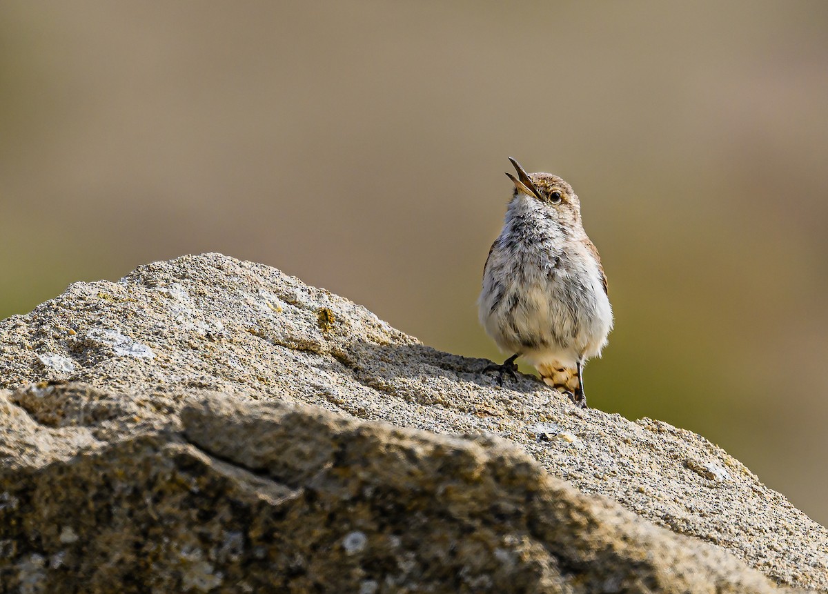 Rock Wren - ML618060657