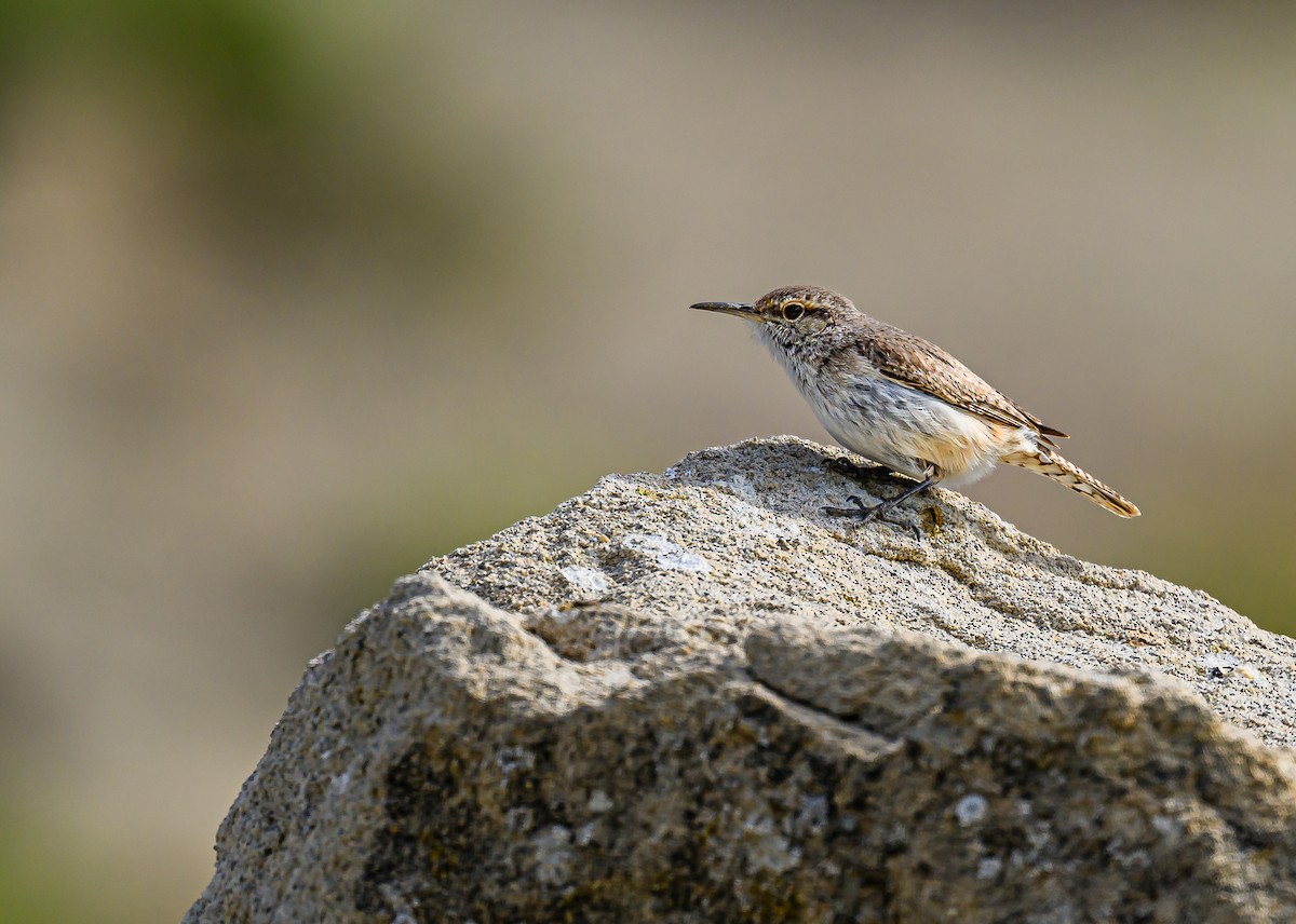 Rock Wren - ML618060661