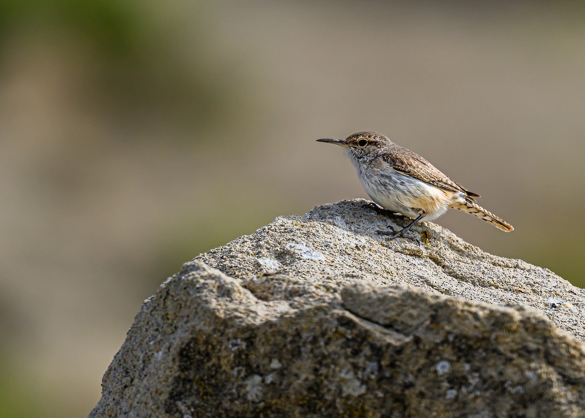 Rock Wren - Ken Miracle