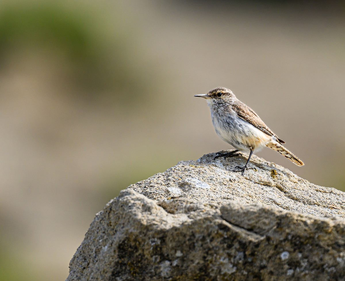 Rock Wren - Ken Miracle