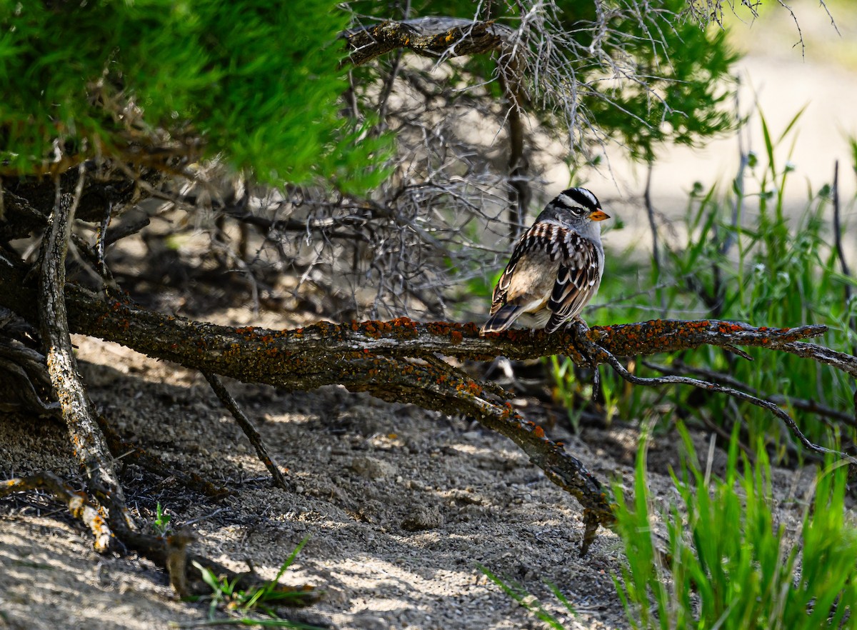 White-crowned Sparrow - ML618060673