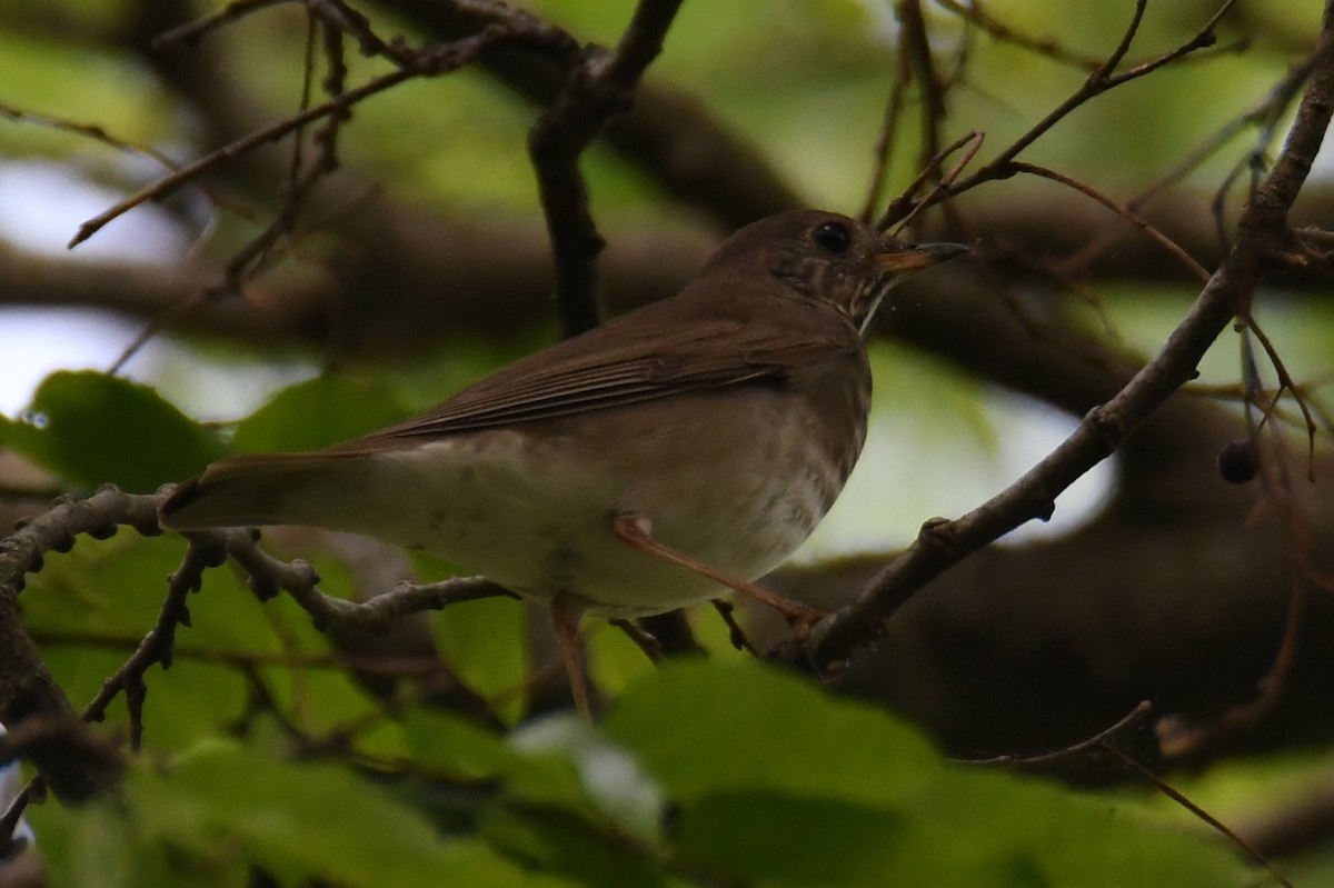 Gray-cheeked Thrush - ML618060674