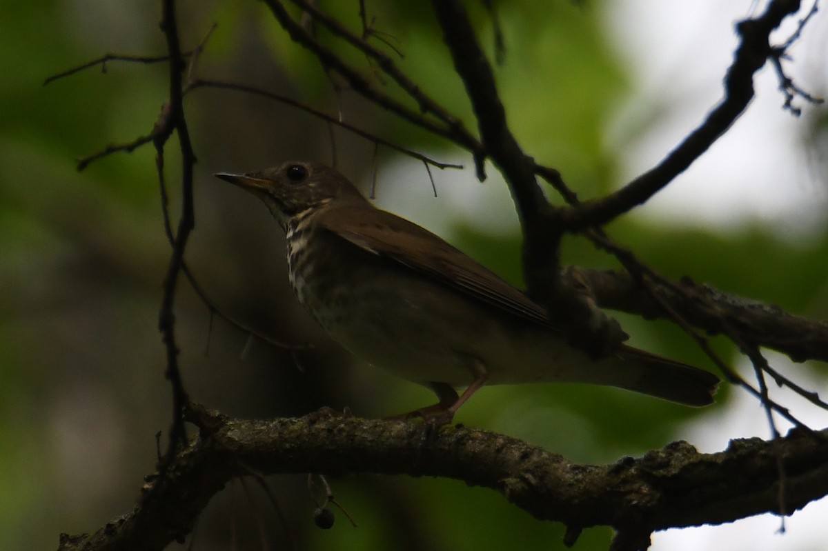 Gray-cheeked Thrush - ML618060675