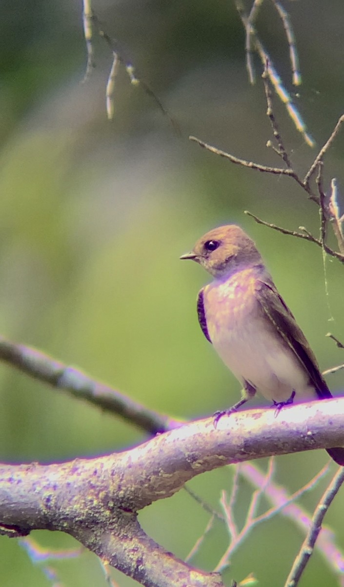 Northern Rough-winged Swallow - Jeremiah Oden