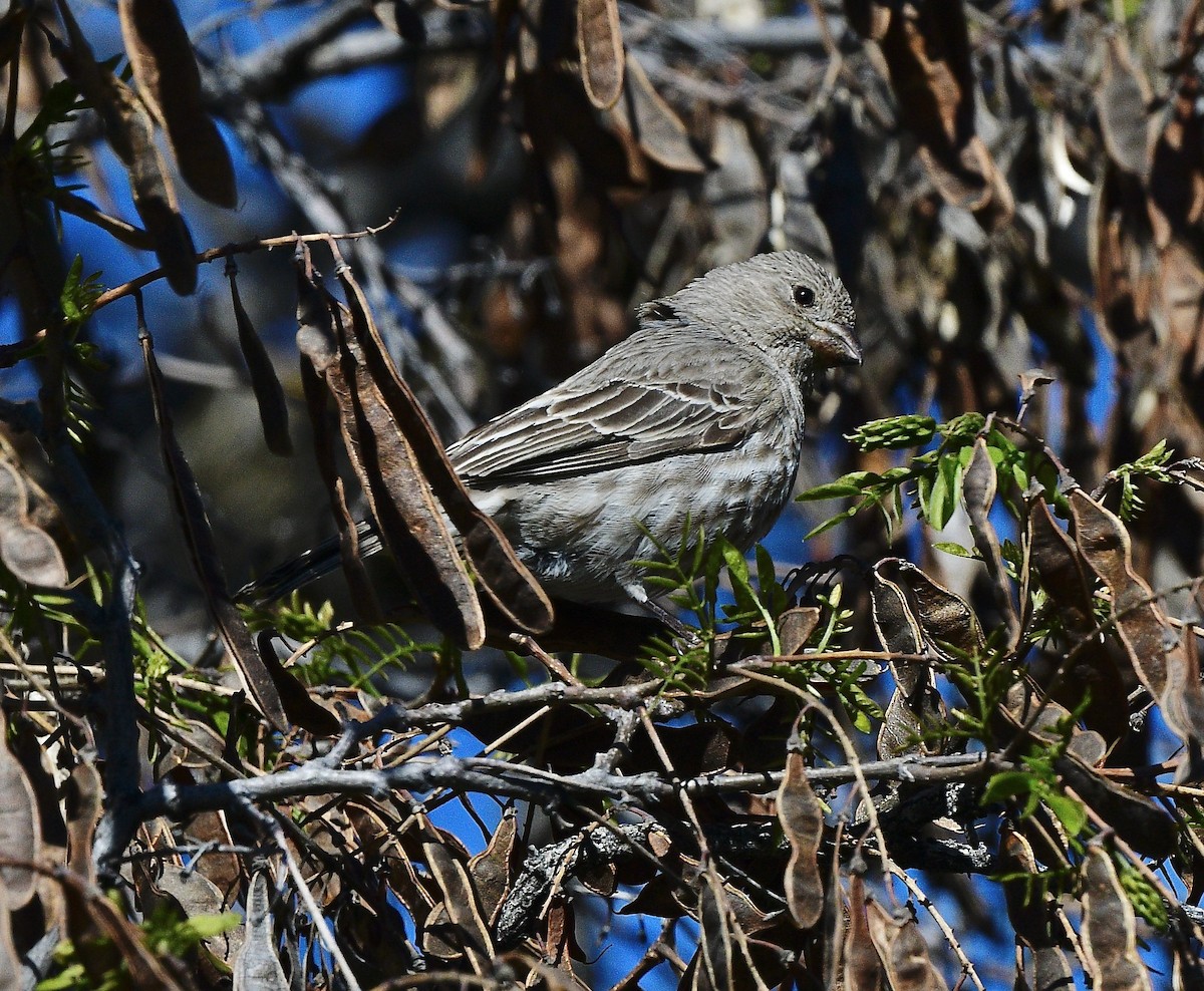 House Finch - ML618060680