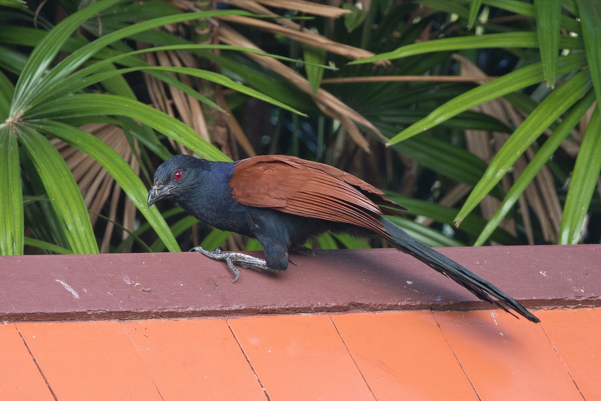 Greater Coucal - ML618060697