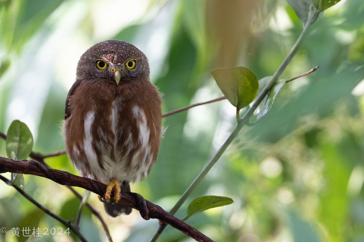 Central American Pygmy-Owl - Shigui Huang
