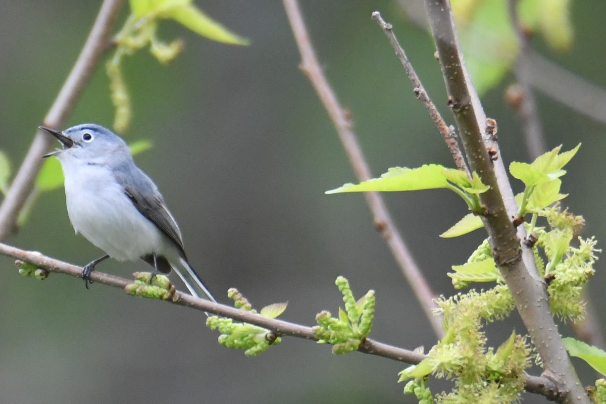 Blue-gray Gnatcatcher - Colin Dillingham