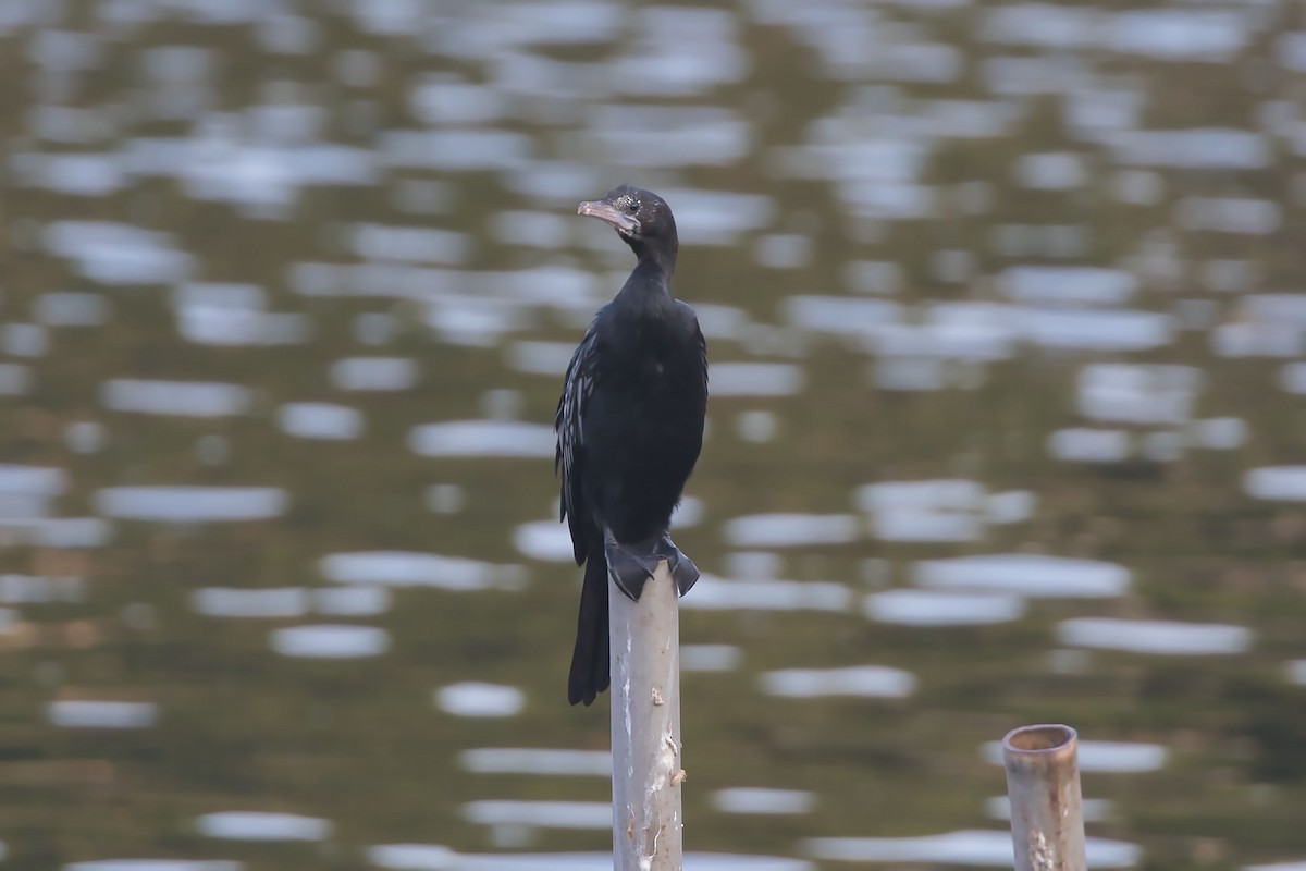 Little Cormorant - ML618060710