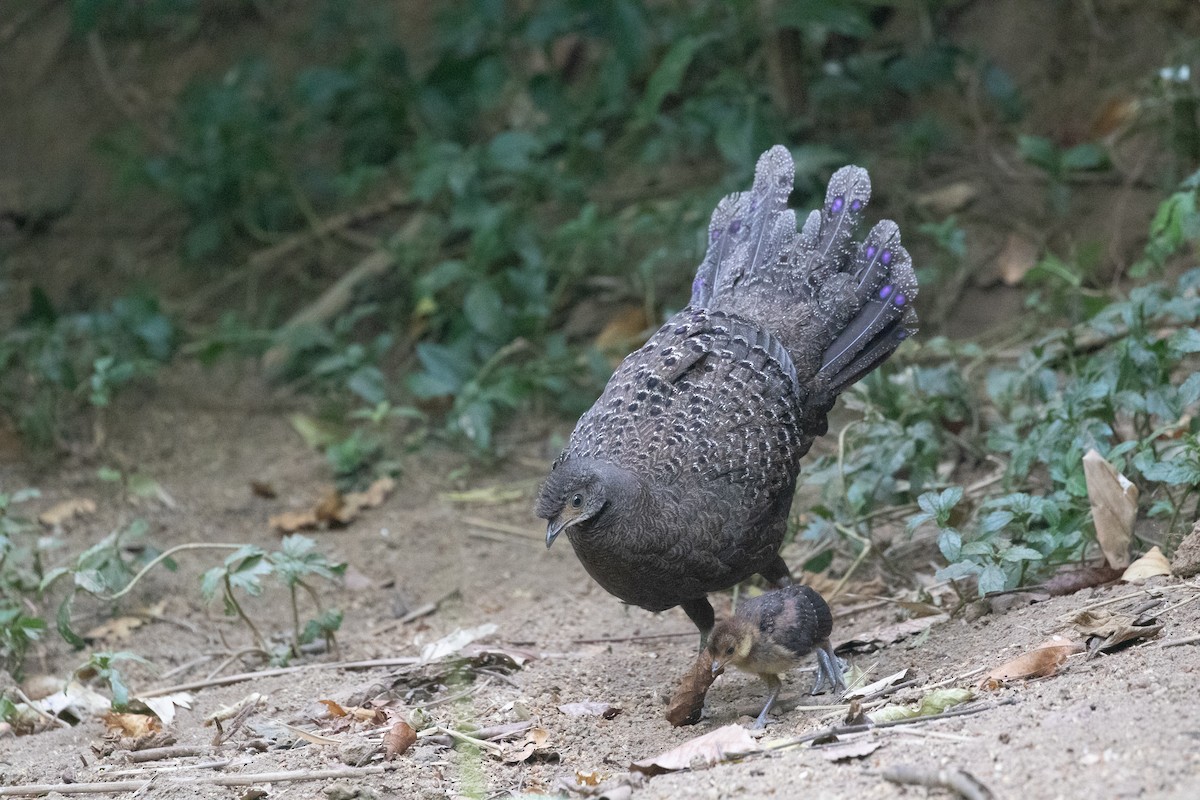 Gray Peacock-Pheasant - ML618060752