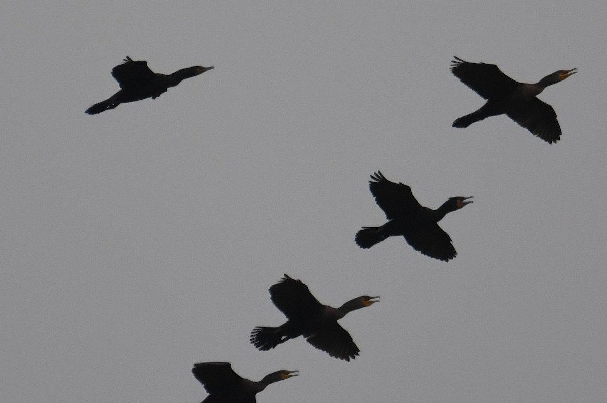 Double-crested Cormorant - ML618060773