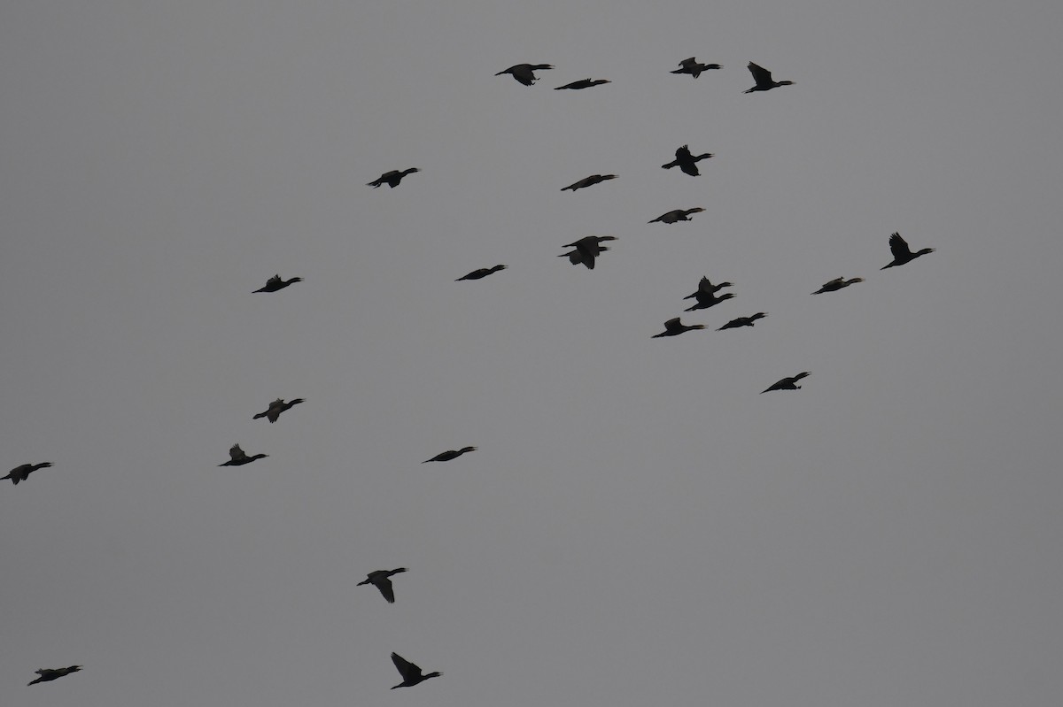 Double-crested Cormorant - ML618060774