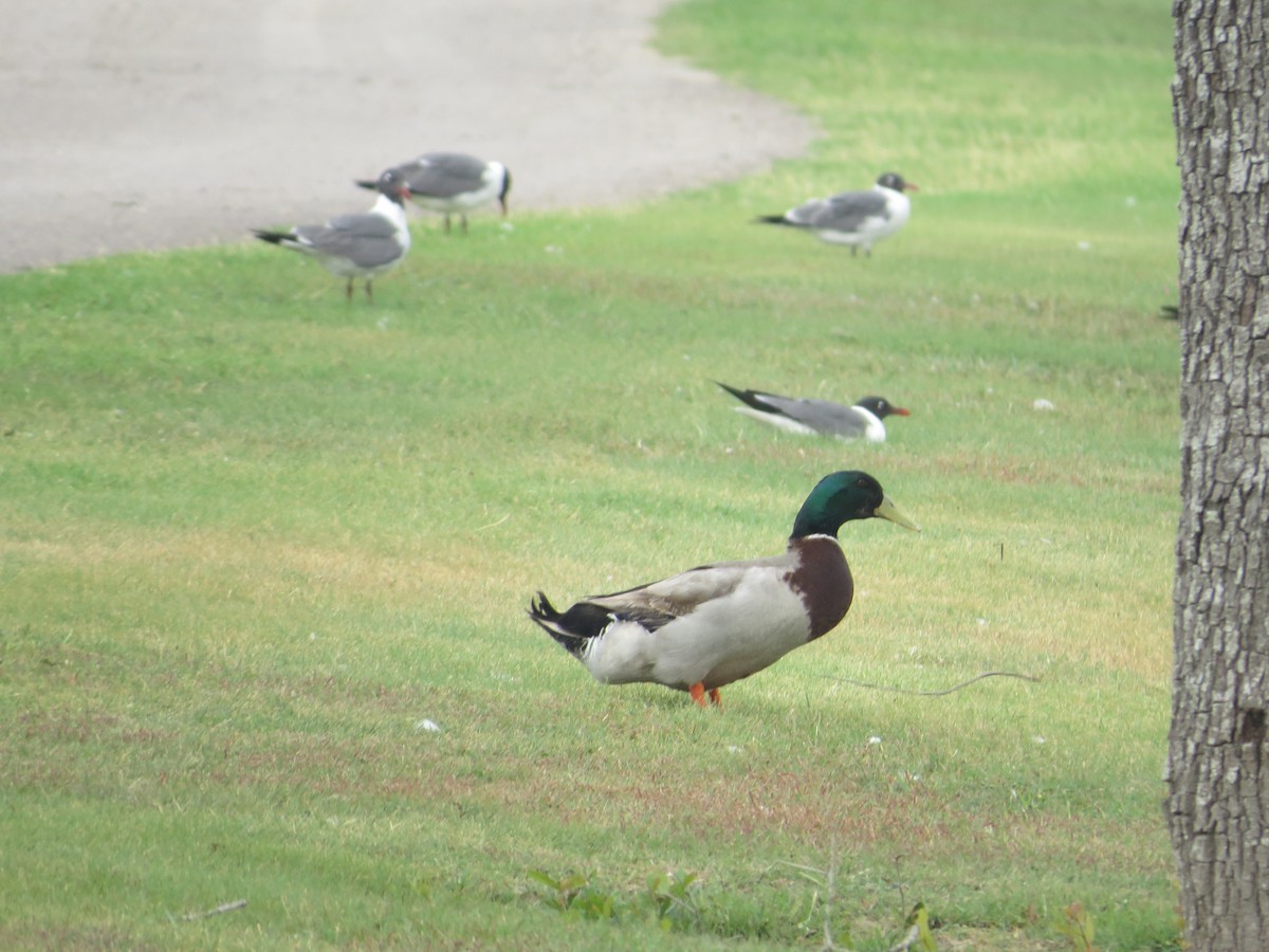 Mallard (Domestic type) - ML618060785