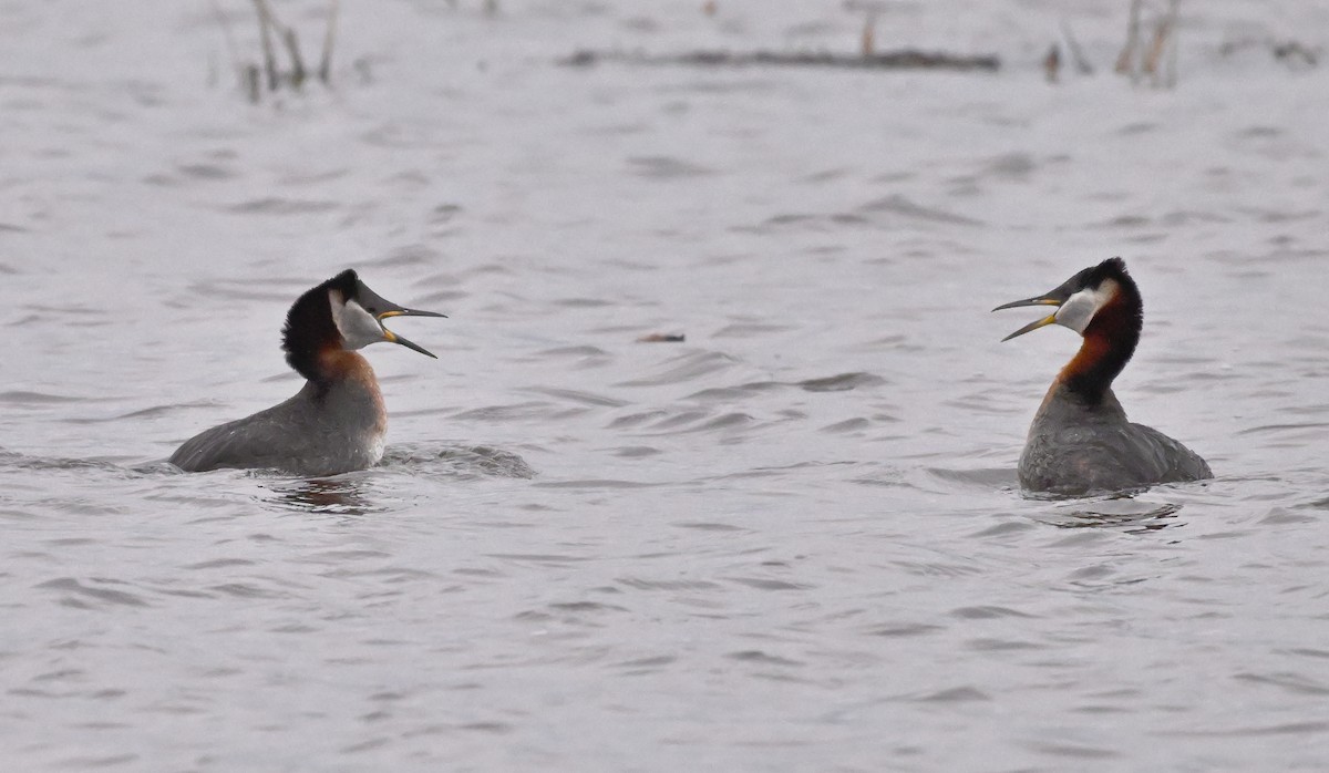 Red-necked Grebe - ML618060786