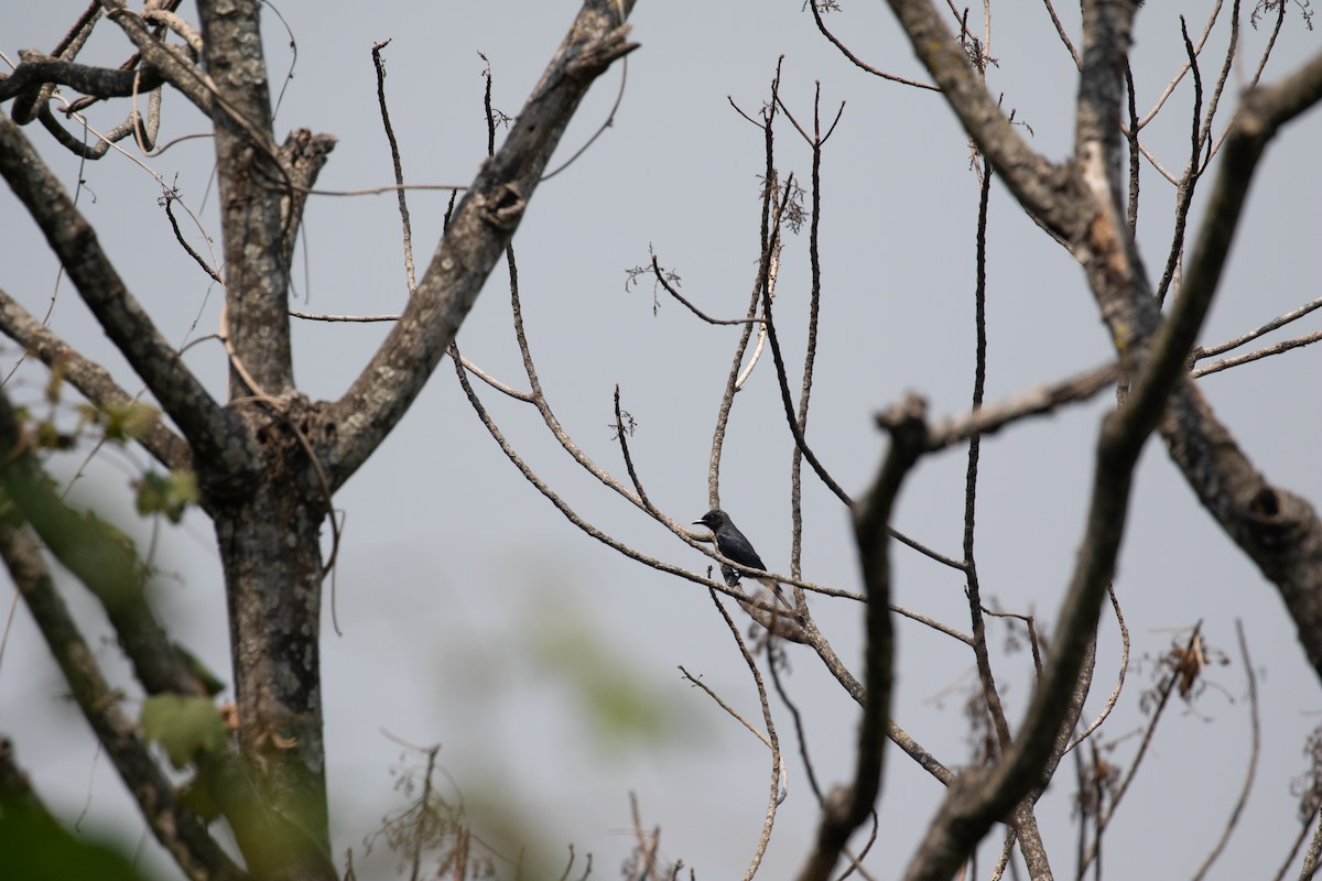 Large Cuckooshrike (Large) - ML618060794