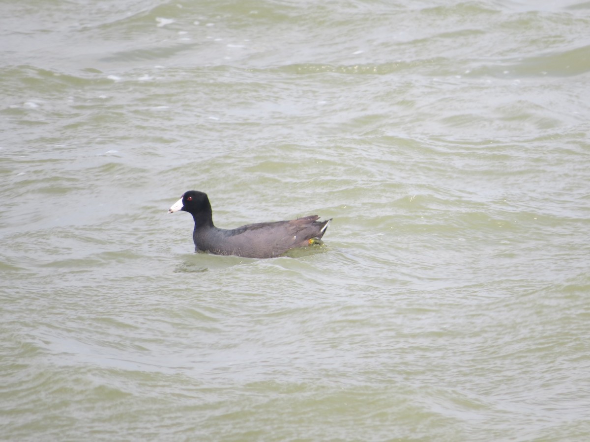 American Coot - ML618060798