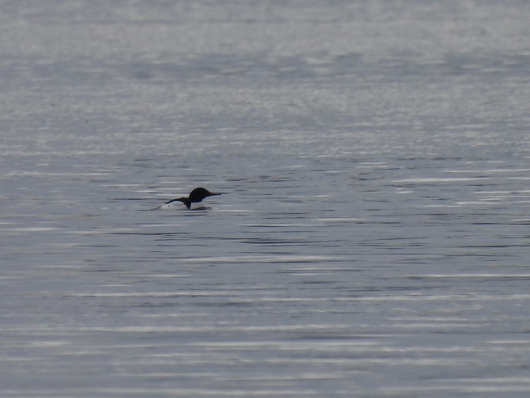 Common Merganser - Frédéric Bédard