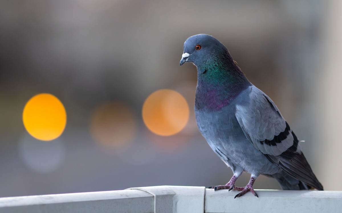 Rock Pigeon (Feral Pigeon) - ML618060810