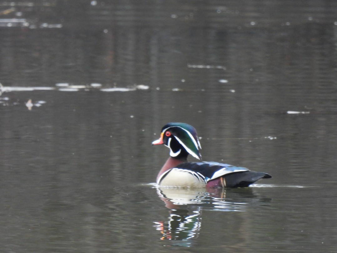 Wood Duck - ML618060826