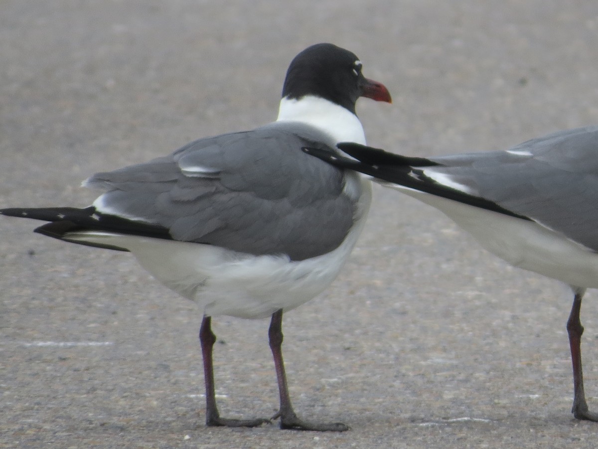 Gaviota Guanaguanare - ML618060844